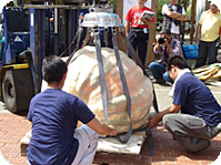 �ǂŃJ�{�`�����